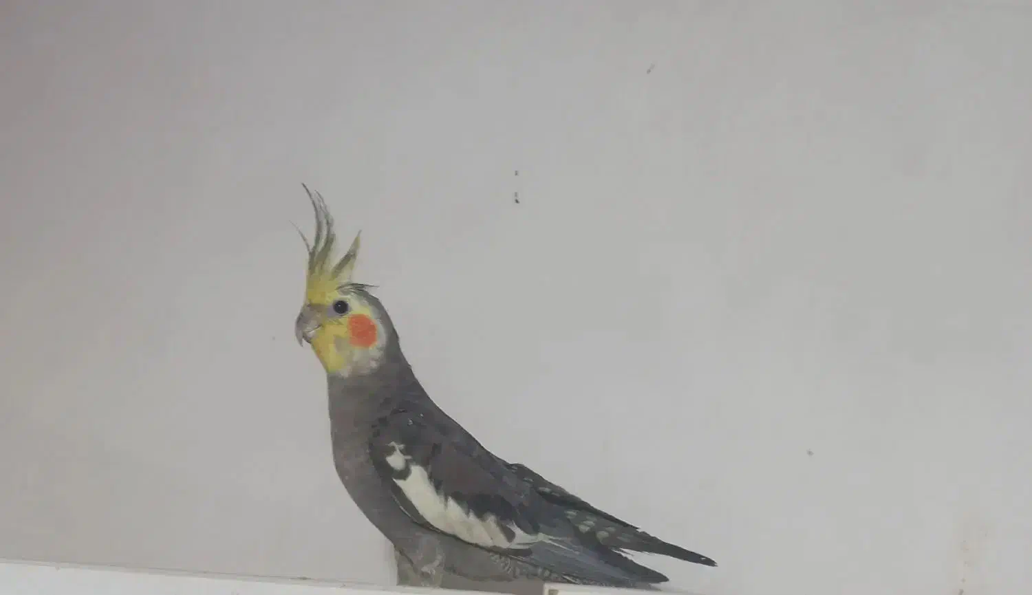 عروس هلندی|پرنده|تهران, خزانه|دیوار