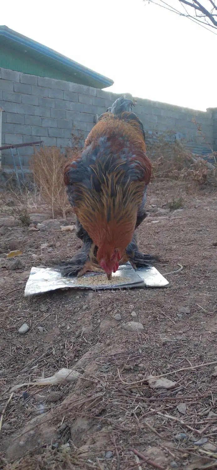 برهما اصیل|حیوانات مزرعه|قیدار, |دیوار