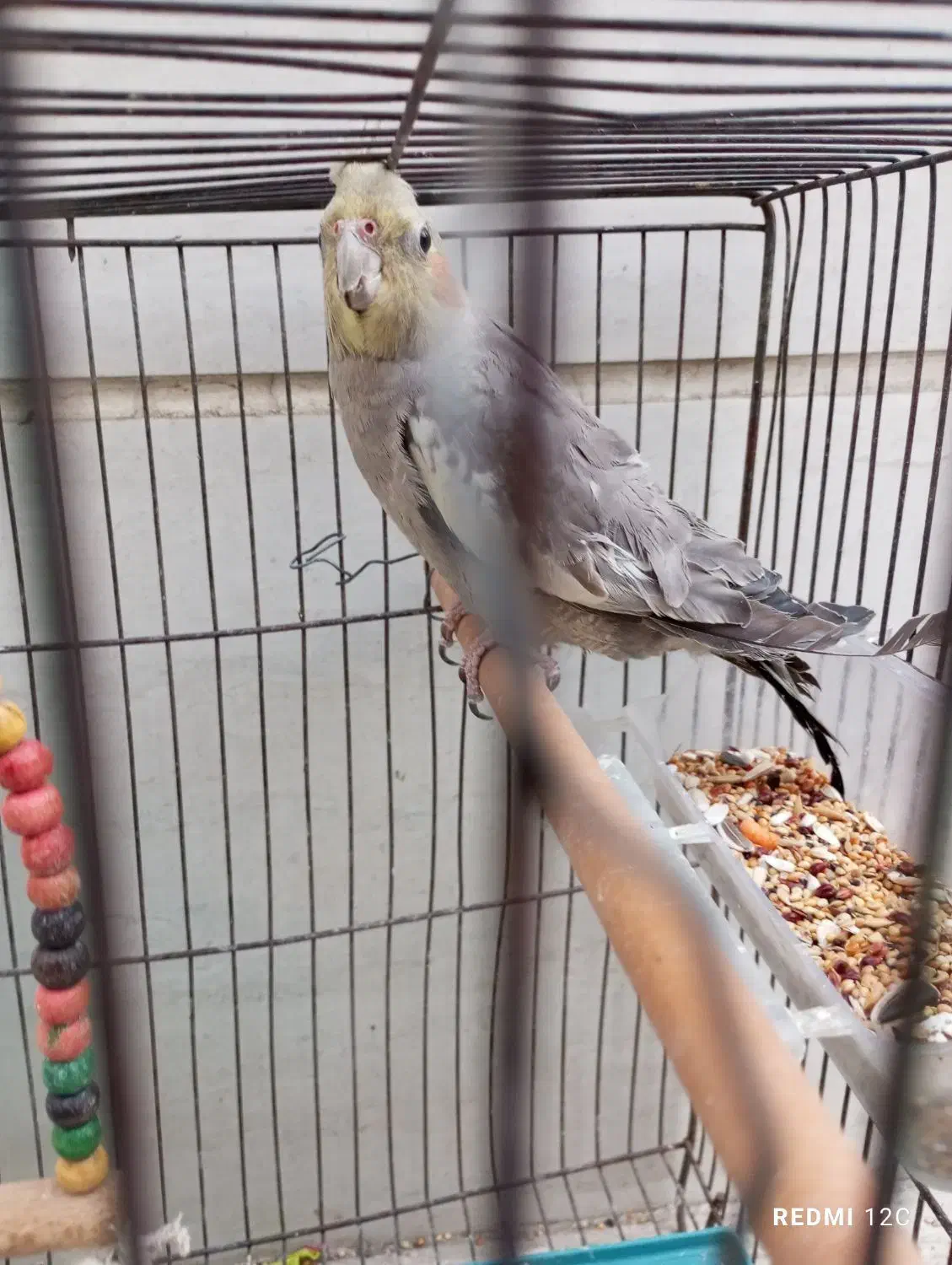 عروس هلندی|پرنده|بروجرد, |دیوار