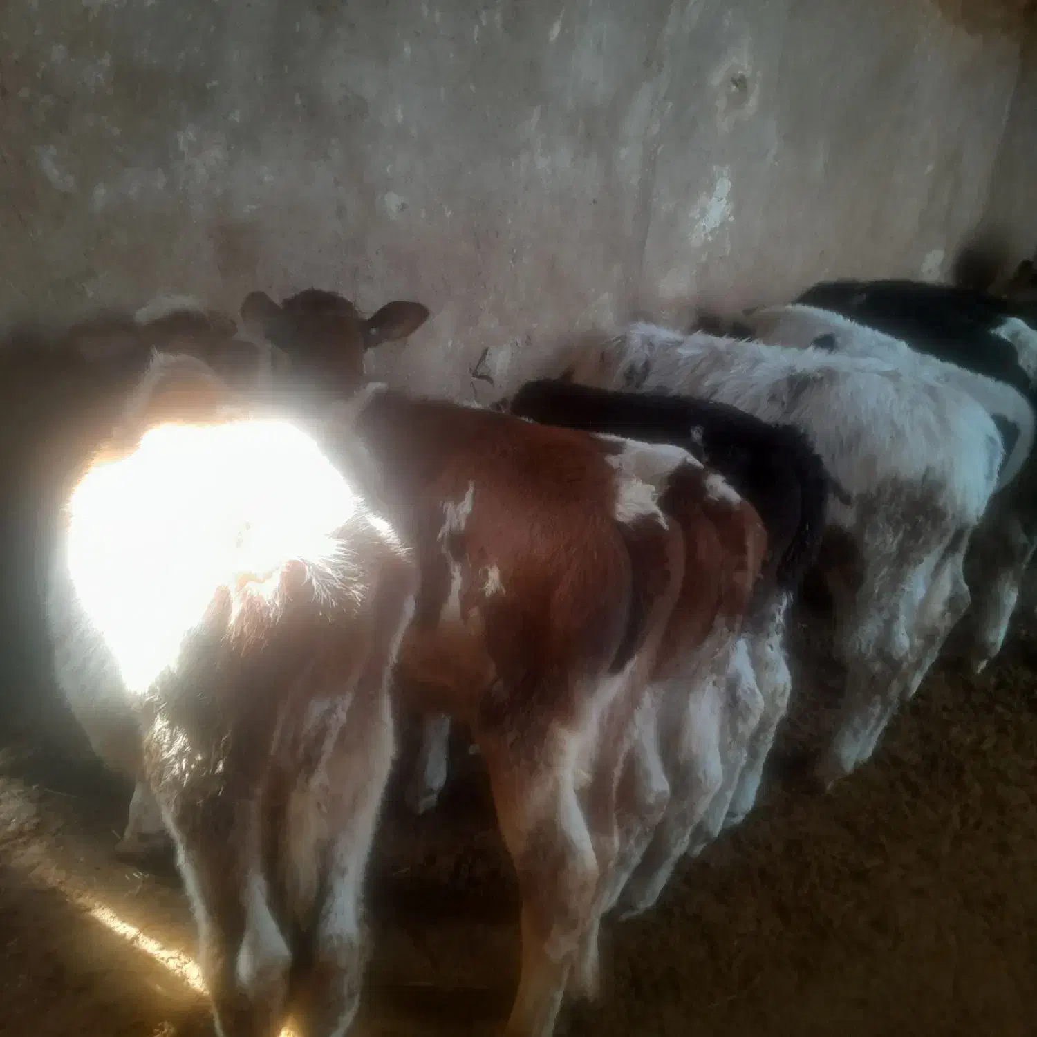 گوساله نر سمنتال میانداب|حیوانات مزرعه|رامند, |دیوار