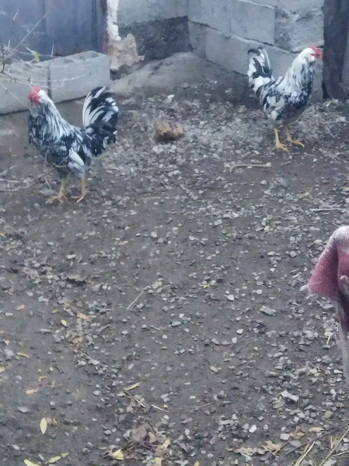 خروس گلین لری بالغ|حیوانات مزرعه|ضیابر, |دیوار