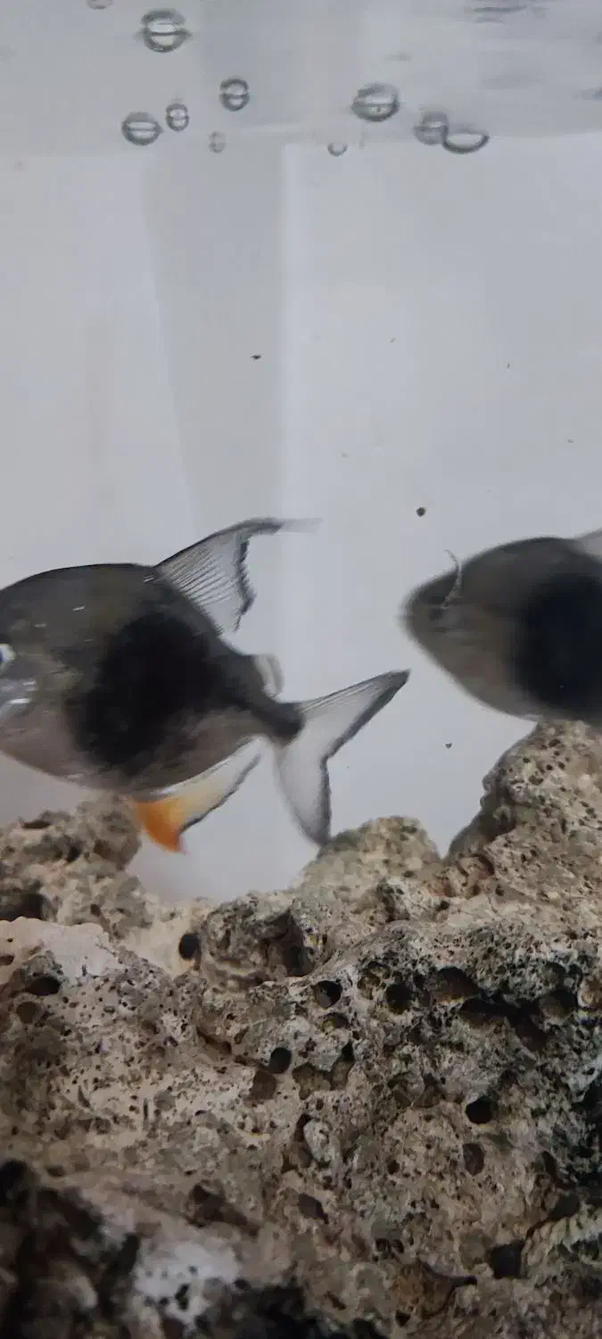 دالر بلک بری|ماهی|قزوین, |دیوار