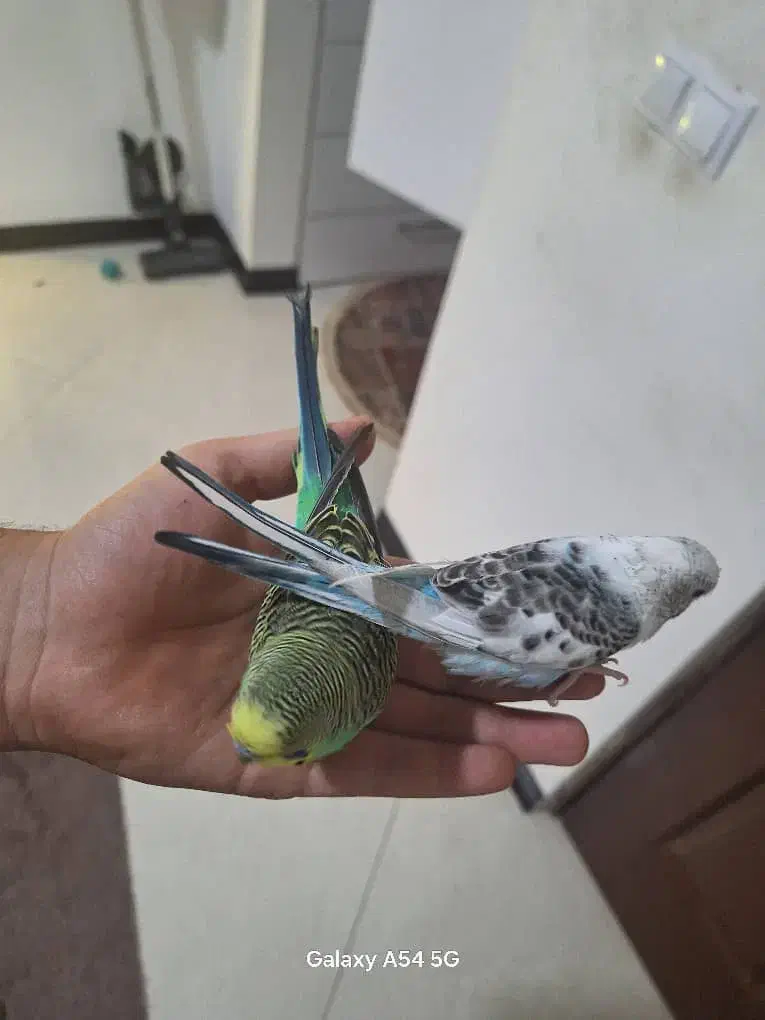 مرغ عشق دستی|پرنده|قشم, |دیوار