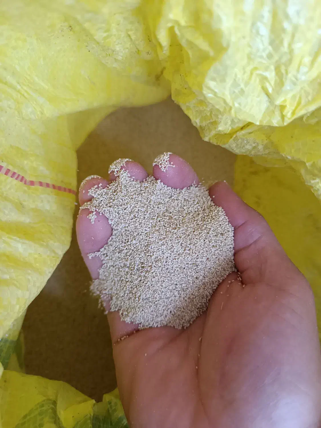 بذر کشاورزی|حراج|نورآباد, |دیوار