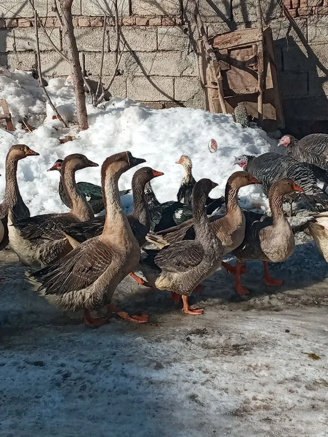 غاز قو وساده ۱۷۰۰|حیوانات مزرعه|اردبیل, |دیوار