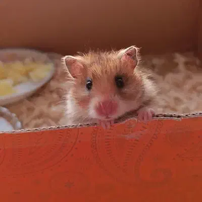 همستر ماده بامزه|موش و خرگوش|یزد, |دیوار