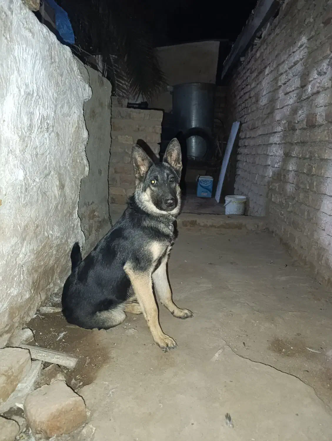 سگ ژرمن ماده|سگ|بم, |دیوار