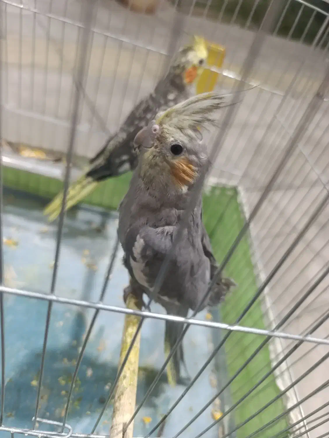 عروس هلندی|پرنده|بمپور, |دیوار