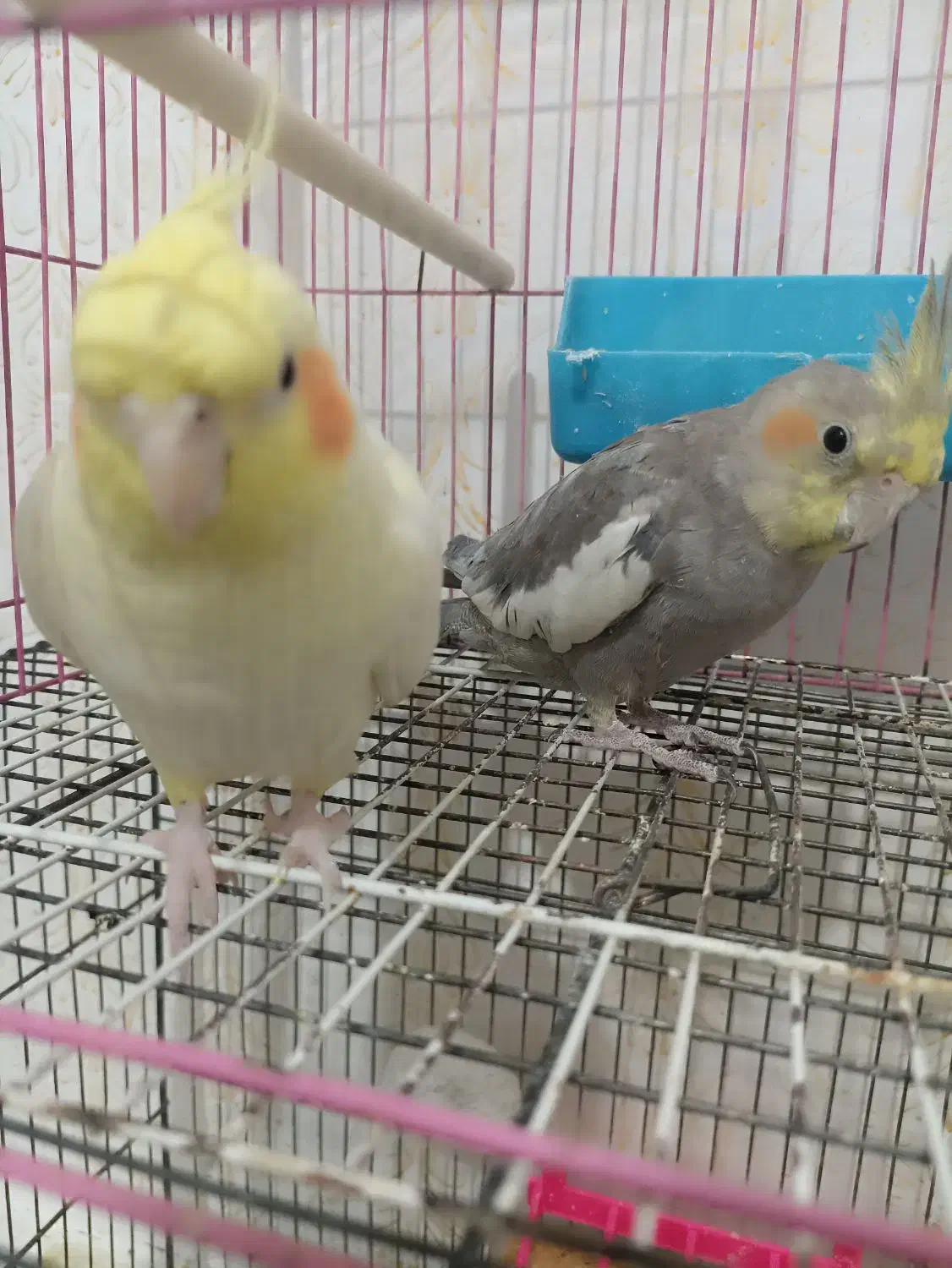 عروس هلندی|پرنده|فولادشهر, مسکن مهر فولادشهر|دیوار