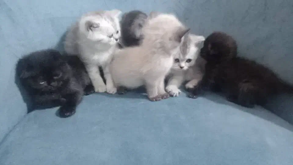 بچه گربه|گربه|کرج, عظیمیه|دیوار