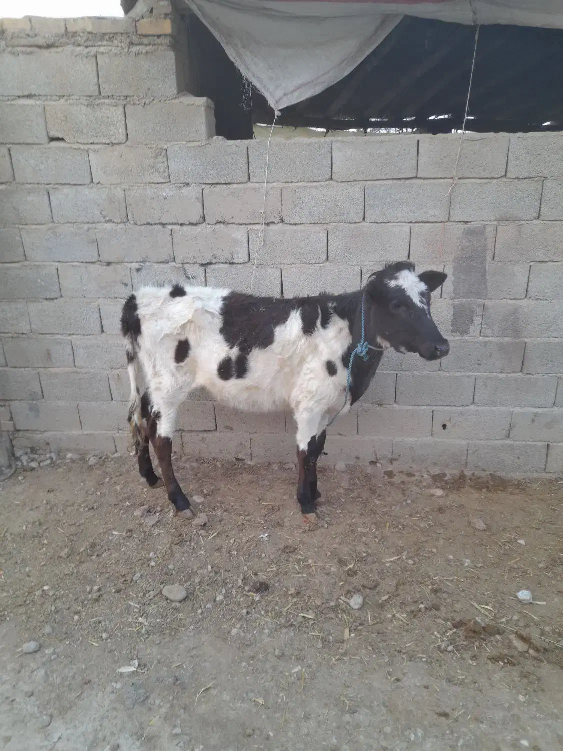 تلیسه گاوگوساله ماده|حیوانات مزرعه|گنبد کاووس, |دیوار