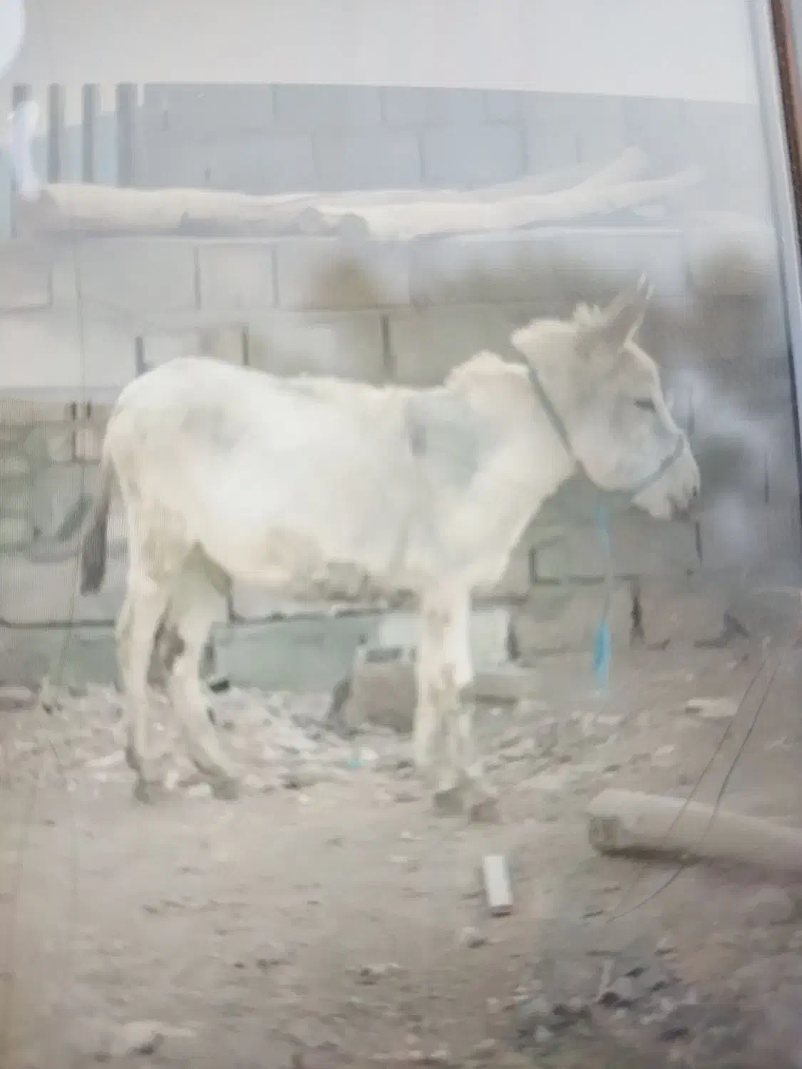 کره خر گله گی اروم فهمیده|حیوانات مزرعه|نیشابور, مبارکه|دیوار