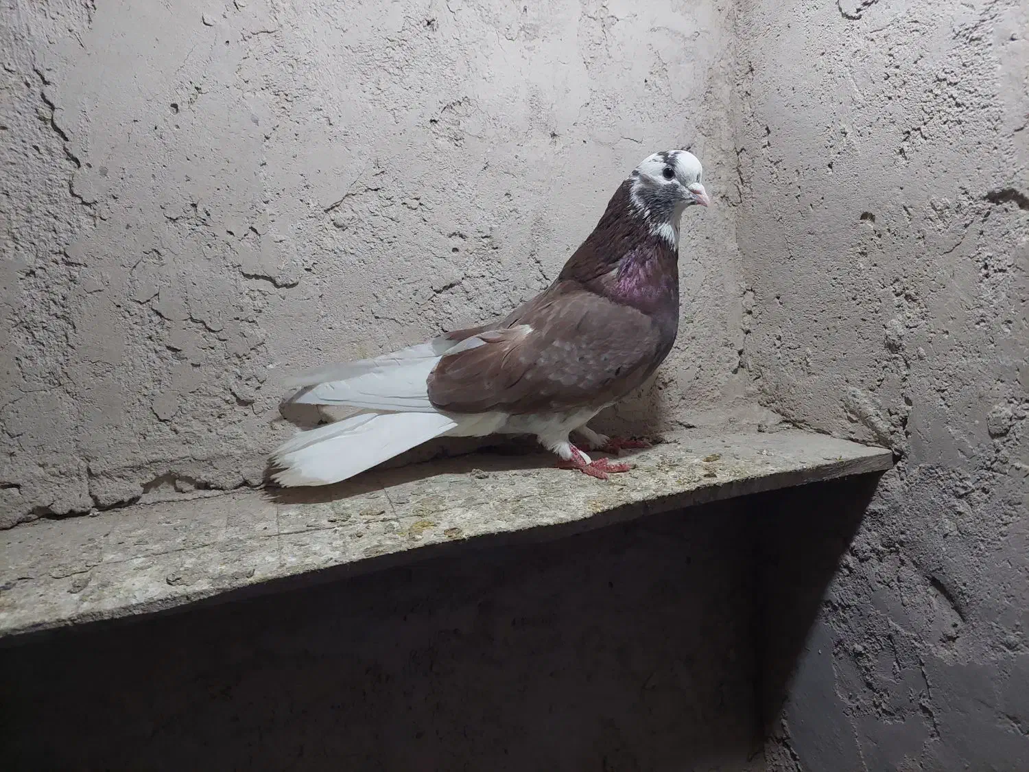 کفتر|پرنده|اصفهان, گرکان|دیوار