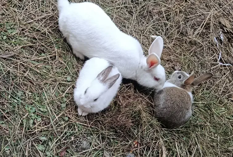 خرگوش|موش و خرگوش|ماسال, |دیوار