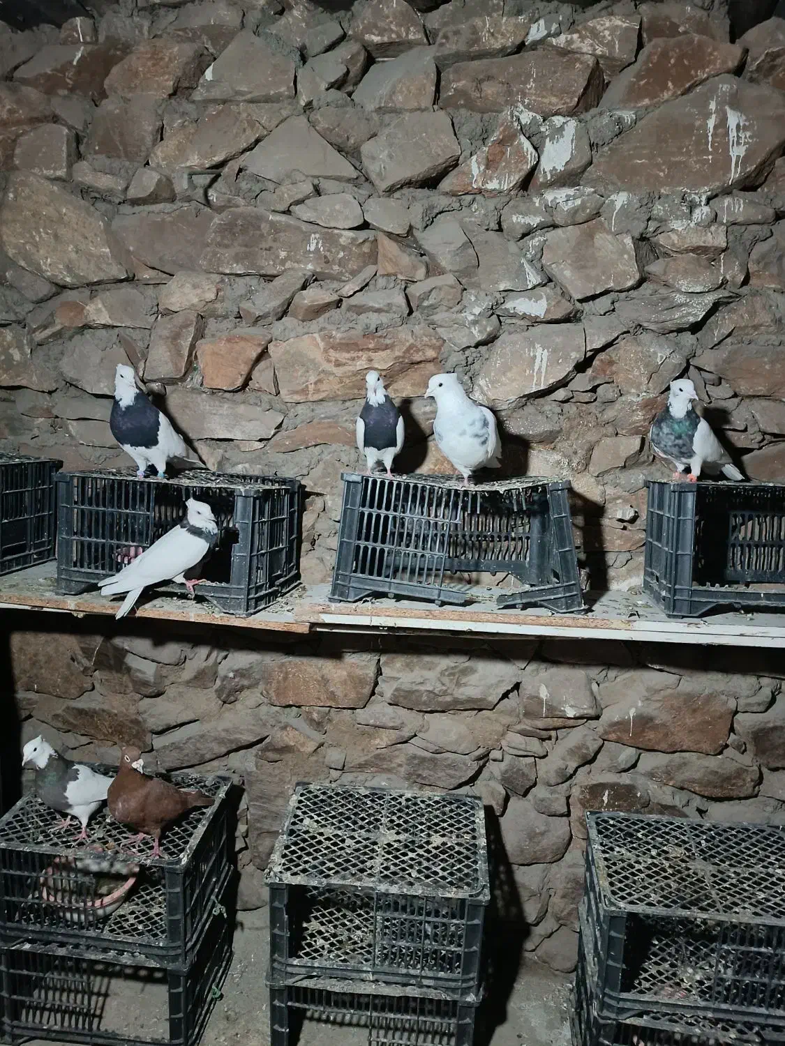 کبوتر|پرنده|مریوان, |دیوار