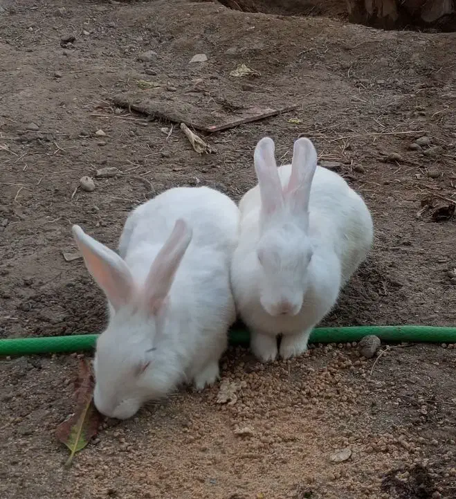 خرگوش|موش و خرگوش|میناب, |دیوار