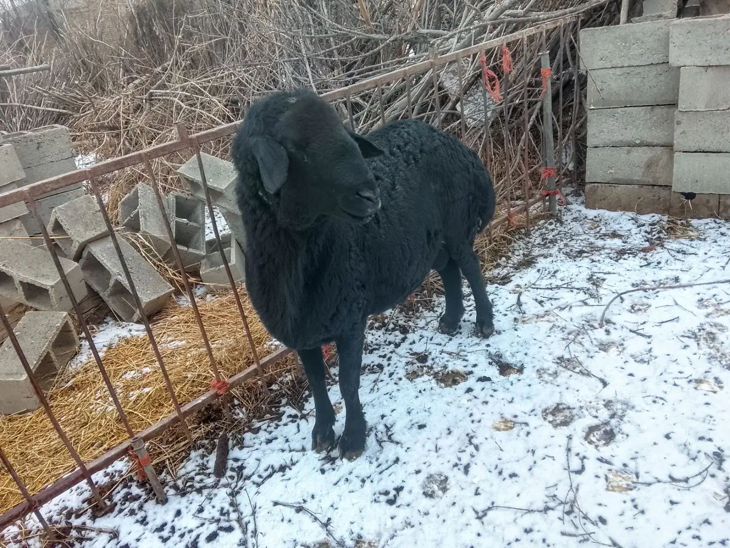 قوچ موسیم فرکامل|حیوانات مزرعه|فیروزآباد (آذربایجان), |دیوار