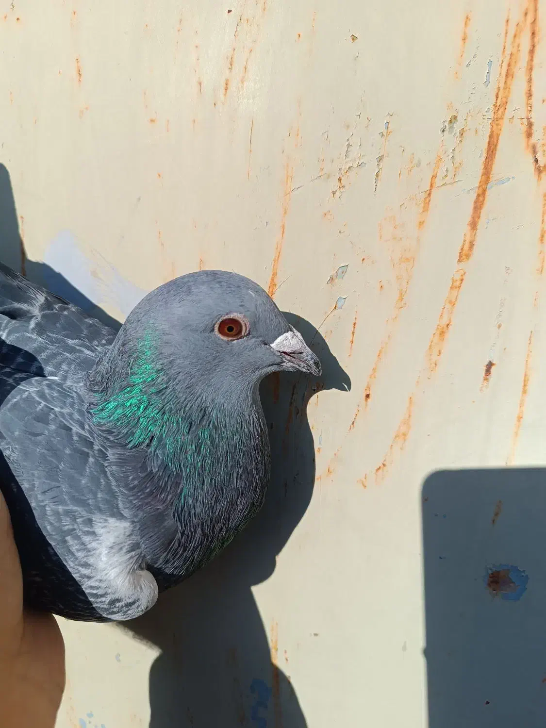 جان اردن|پرنده|شوش, |دیوار