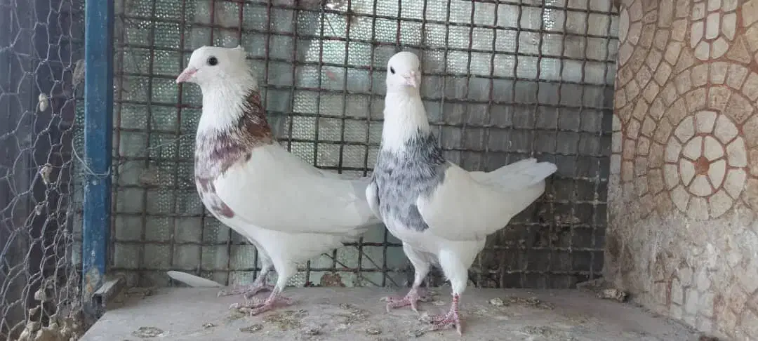 طوقی|پرنده|مبارکه, |دیوار