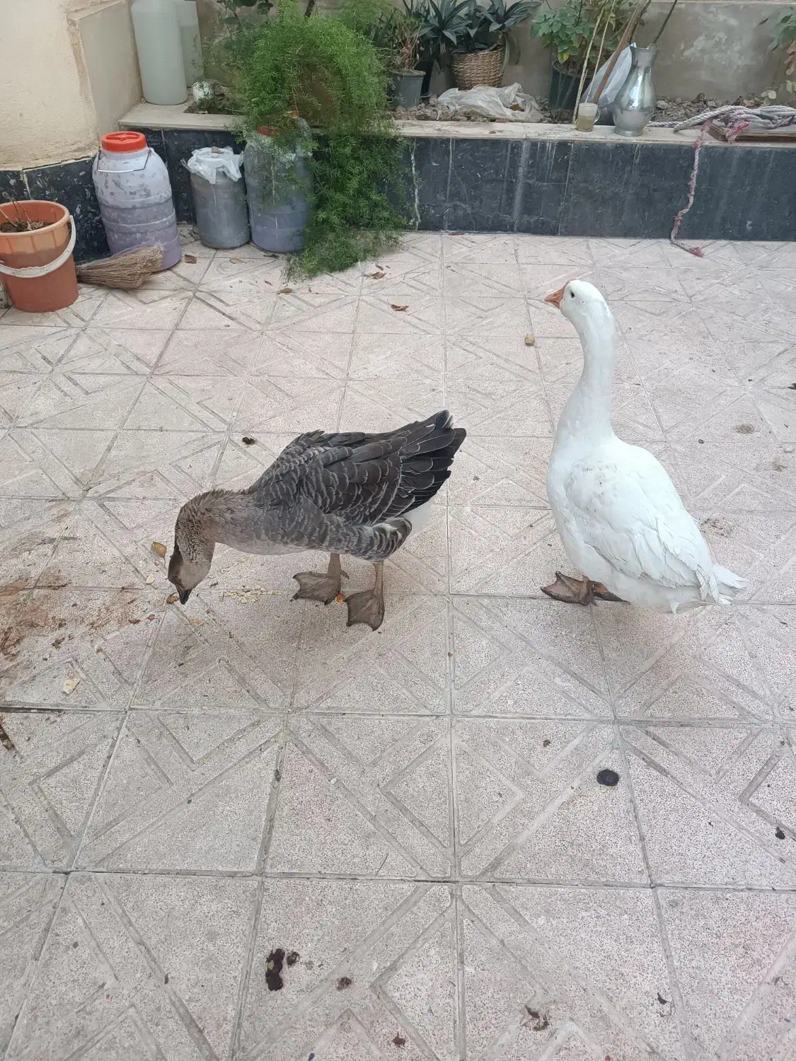 غاز|حیوانات مزرعه|ارومیه, |دیوار