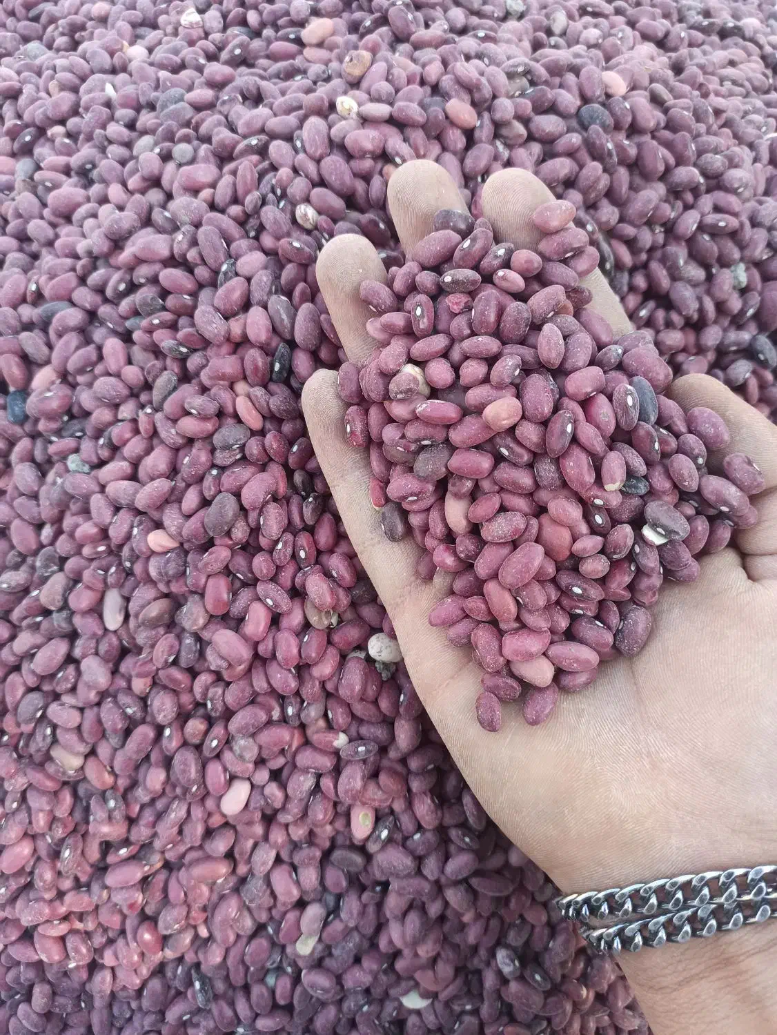 لوبیا قرمز درجه یک محلی|خوردنی و آشامیدنی|برازجان, |دیوار