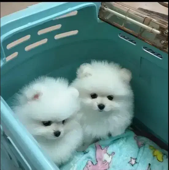 سگ پامرانین|سگ|مشهد, احمدآباد|دیوار