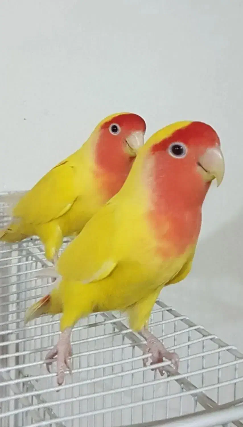 طوطی کوتوله گم شده|پرنده|بیرجند, |دیوار