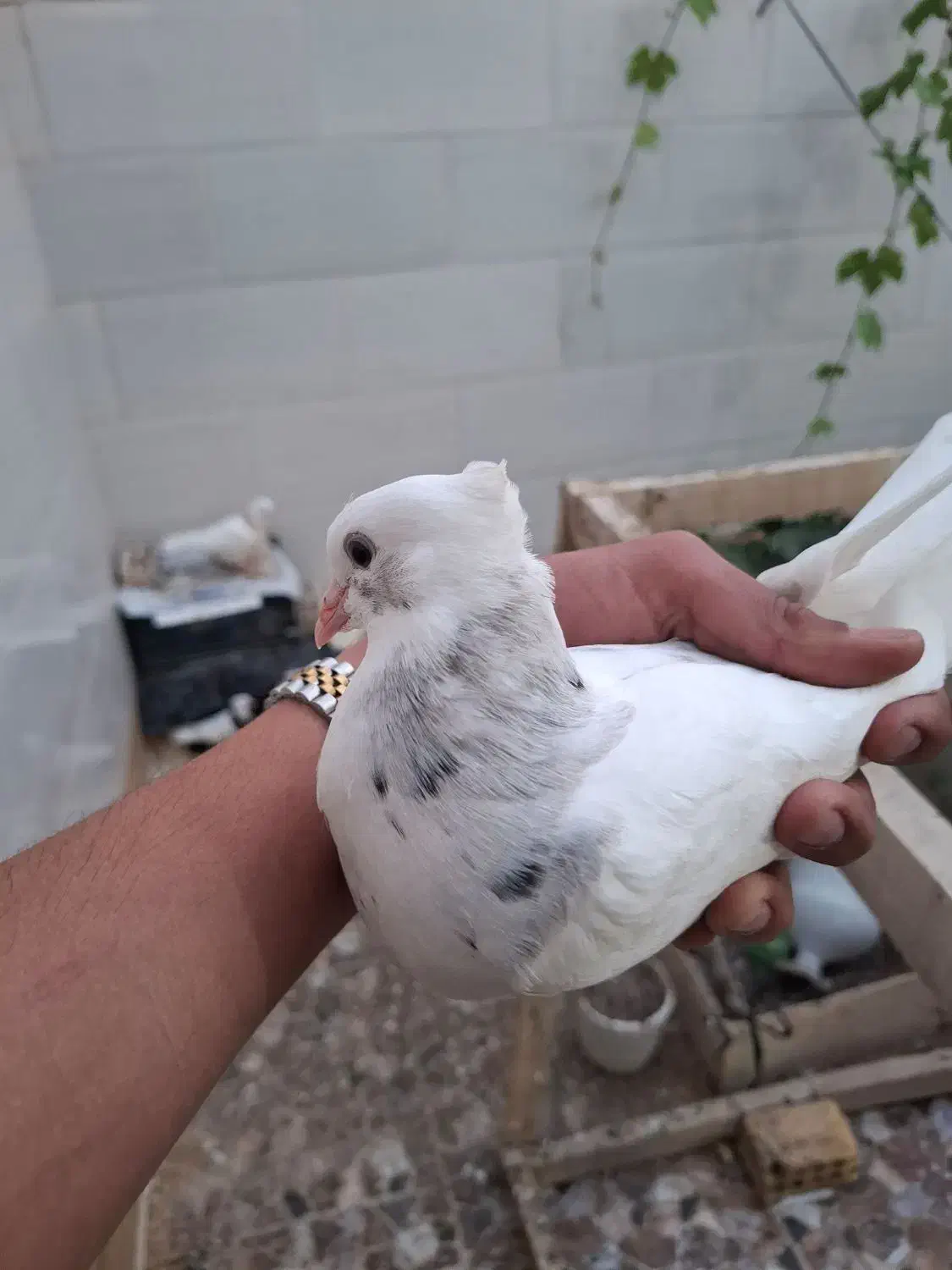 طوقی|پرنده|خرمشهر, |دیوار