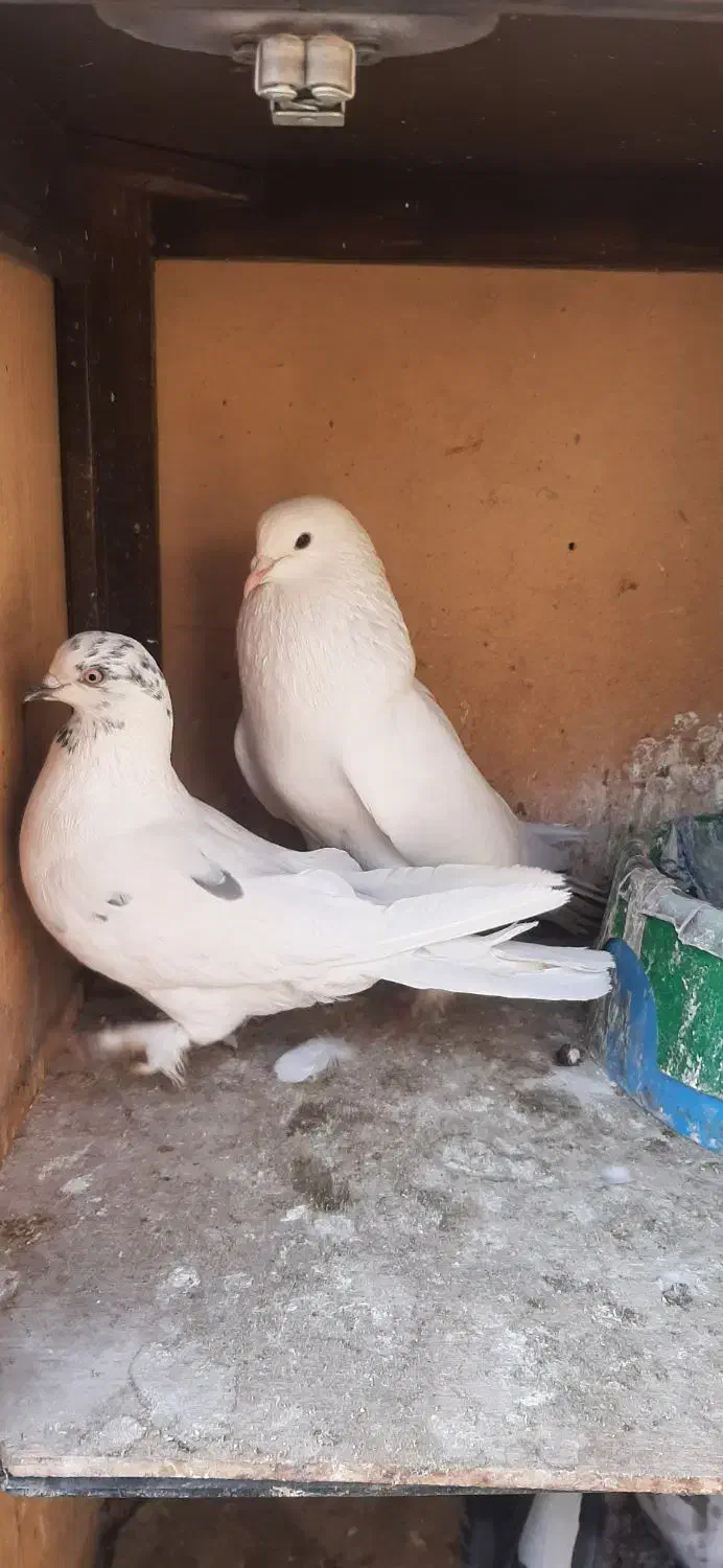 کبوتر|پرنده|محمدشهر, محمدشهر|دیوار