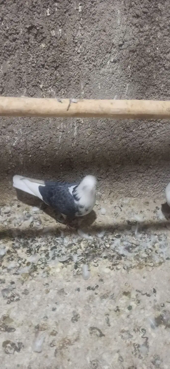 دوجفت ابلغ سبز درج یک دهن خورد|پرنده|جوادآباد, |دیوار