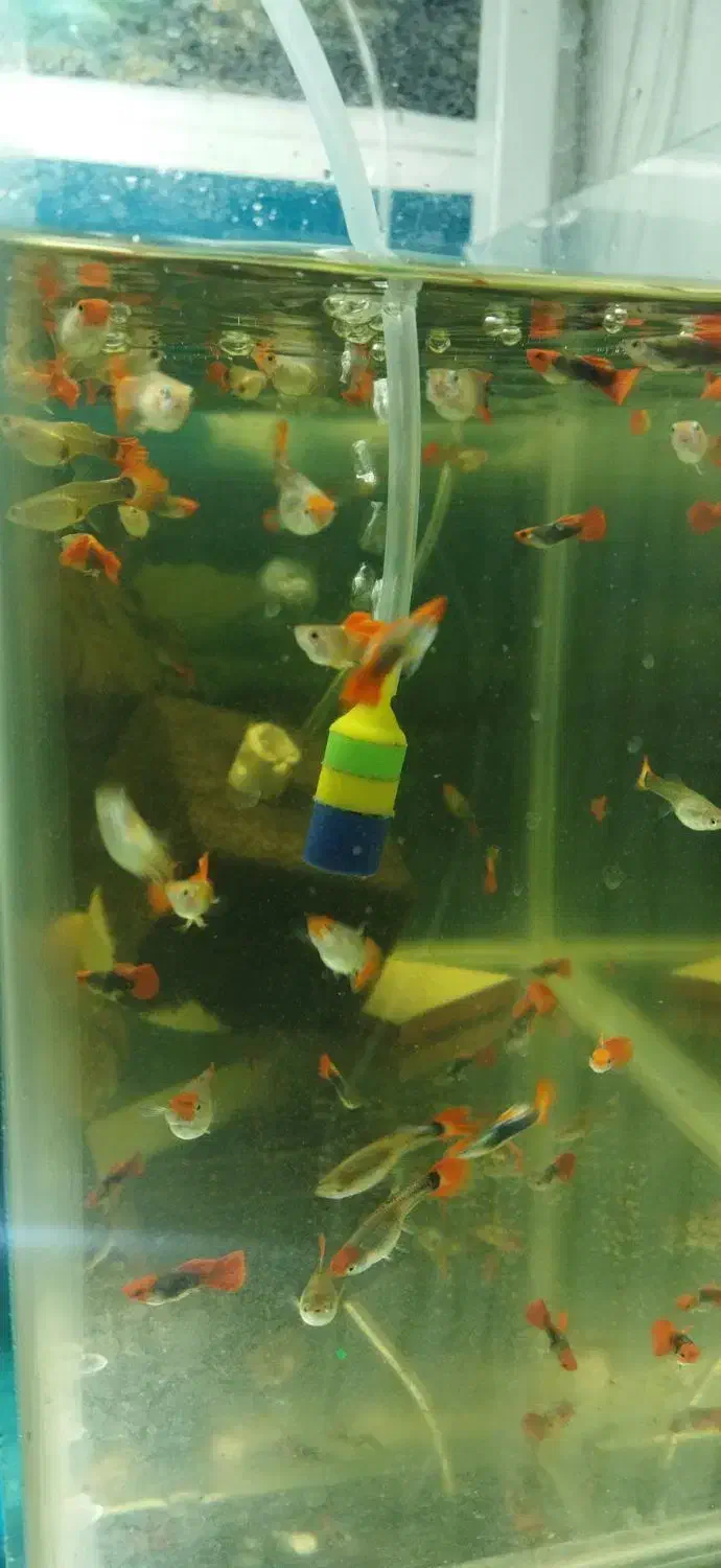 گوپی پیش مولد|ماهی|تهران, جیحون|دیوار