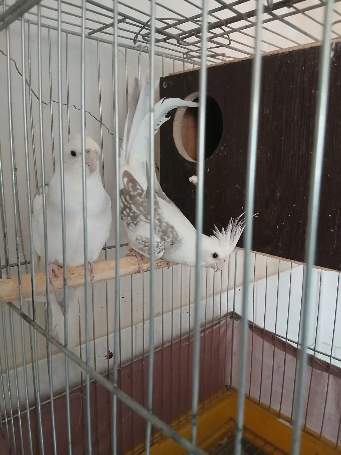 عروس هلندی|پرنده|سرپل ذهاب, |دیوار