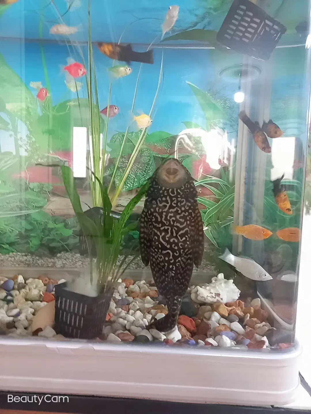 ماهی کت لجن خوار|ماهی|پردیس, فاز ۲|دیوار