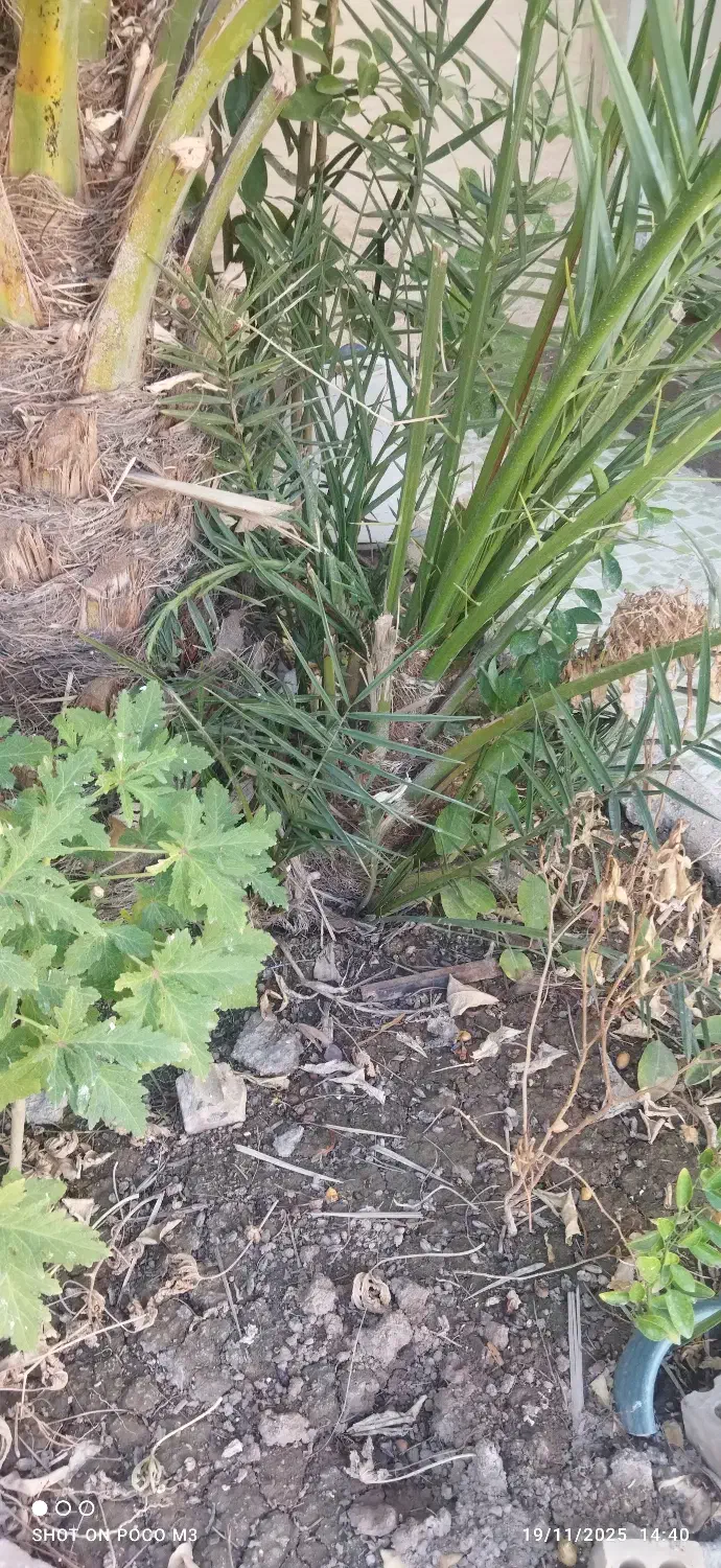 پاجوش نخل از نوع بریم|گل و گیاه طبیعی|خرمشهر, |دیوار