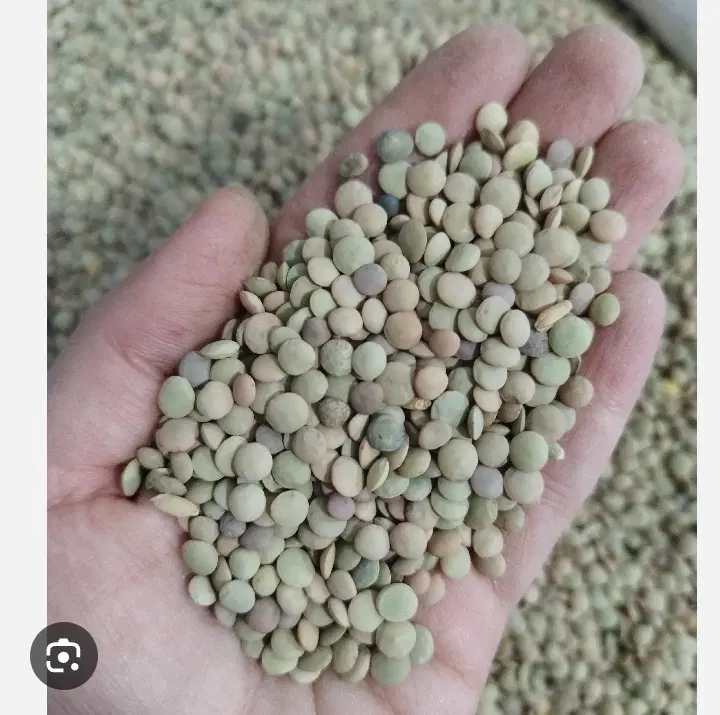 عدس|خوردنی و آشامیدنی|کوهین, |دیوار