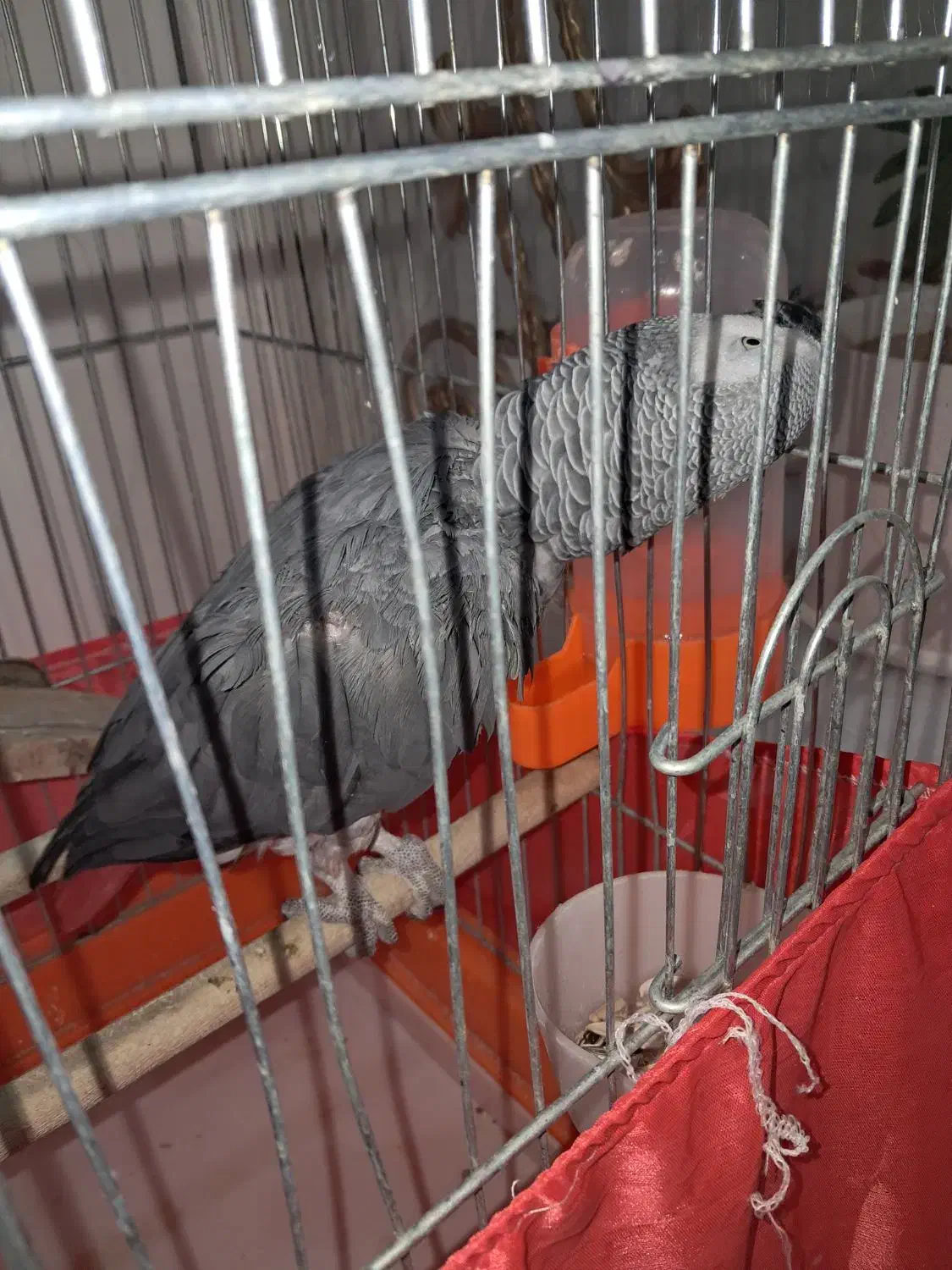 کاسکو سخنگو|پرنده|سیرجان, |دیوار