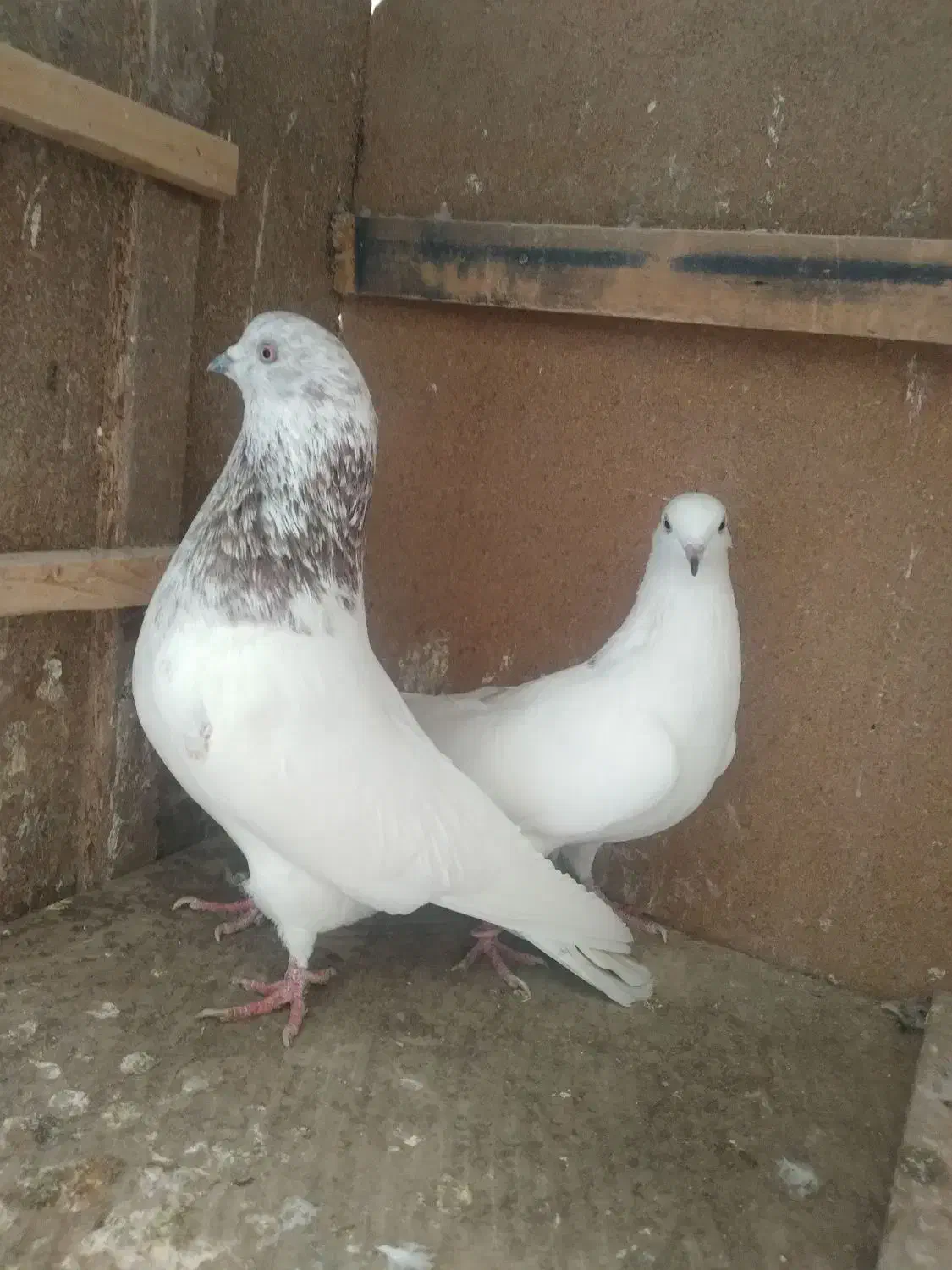 کبوتر|پرنده|ساوه, |دیوار