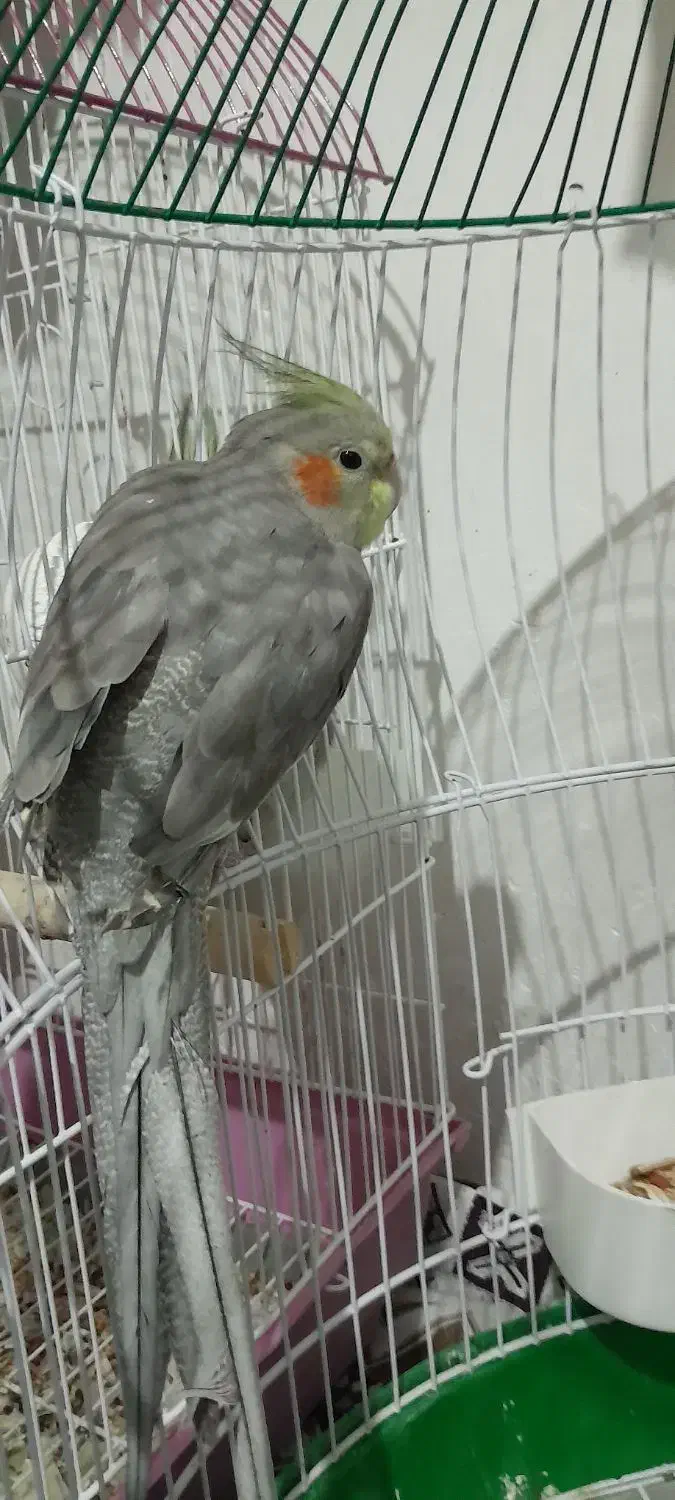 عروس هلندی|پرنده|اسالم, |دیوار