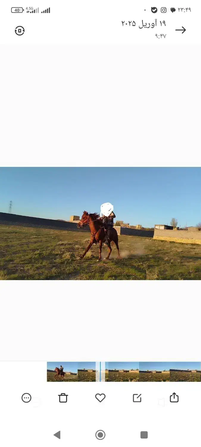 اسب نریان نژاد کرد ۴ سال|اسب و تجهیزات اسب‌سواری|بهار, |دیوار