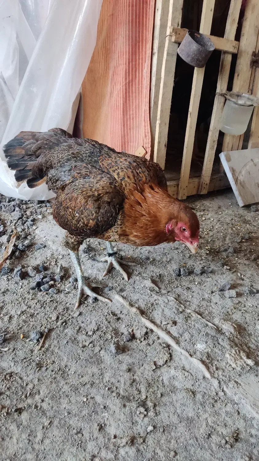 مرغ لاری  نسل هزار|پرنده|بهشهر, |دیوار