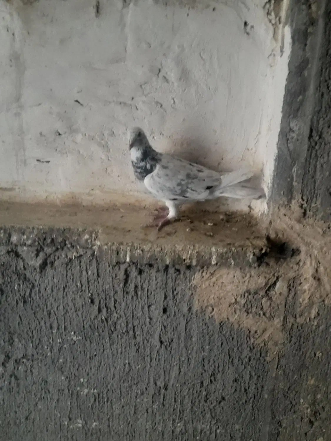 کبوتر گوهی|پرنده|شوش, |دیوار
