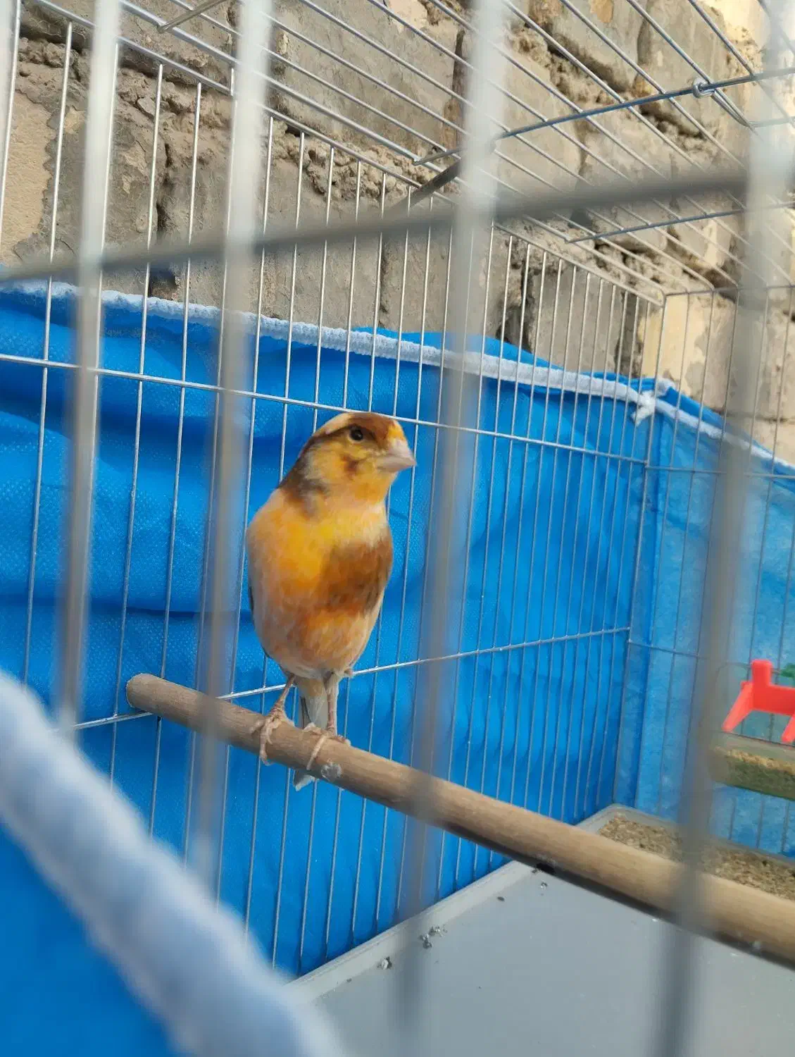 قناری ابلغ|پرنده|برخوار, |دیوار