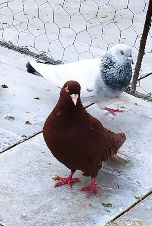 کفتر یاکبوتر|پرنده|شیراز, گل سرخ|دیوار