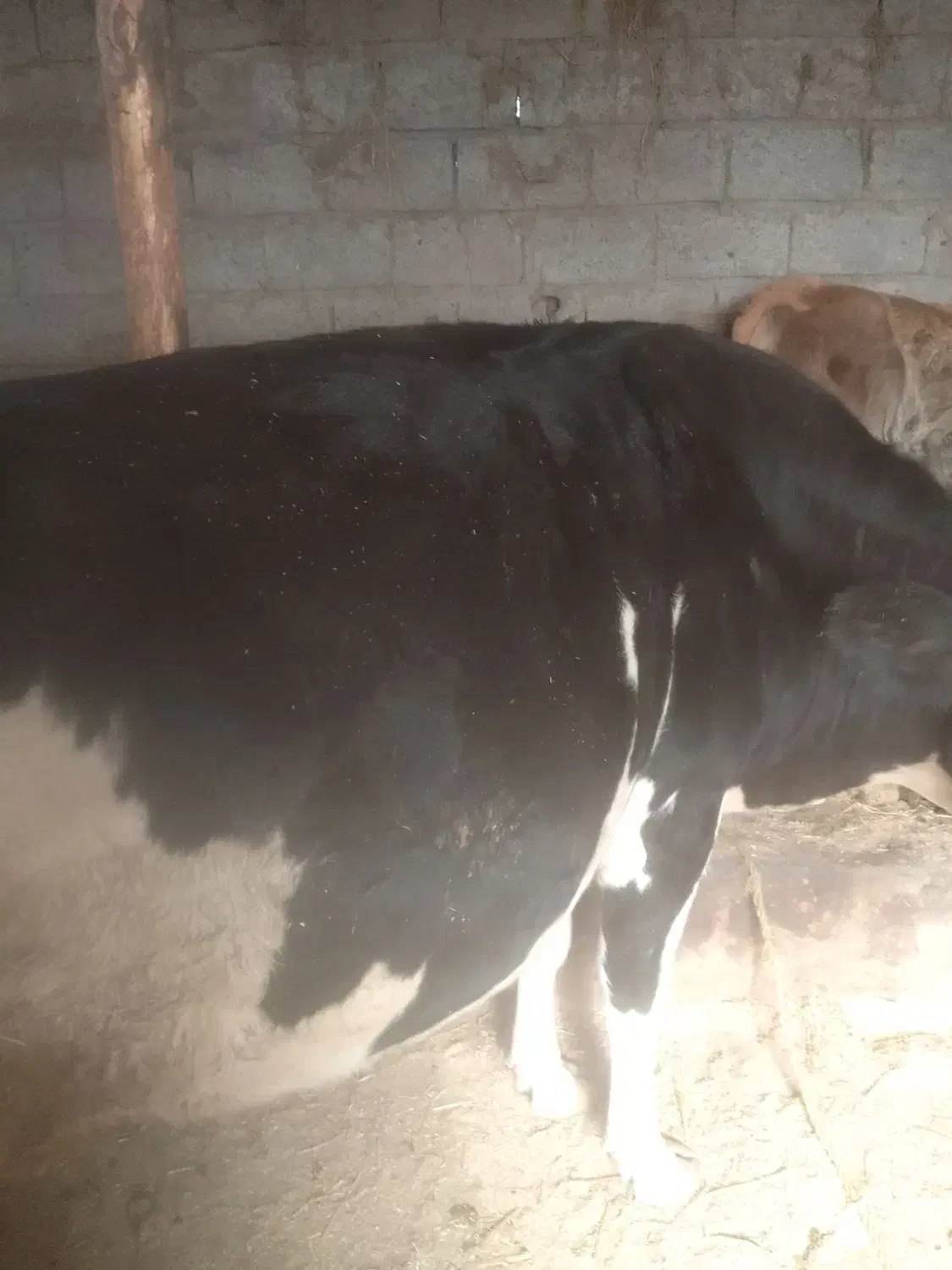 حیوانات|حیوانات مزرعه|آستانه اشرفیه, |دیوار