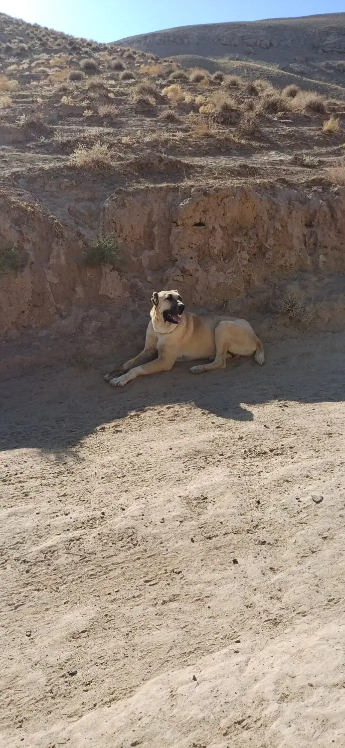 حیوان|سگ|تربت جام, پارک جنگلی|دیوار