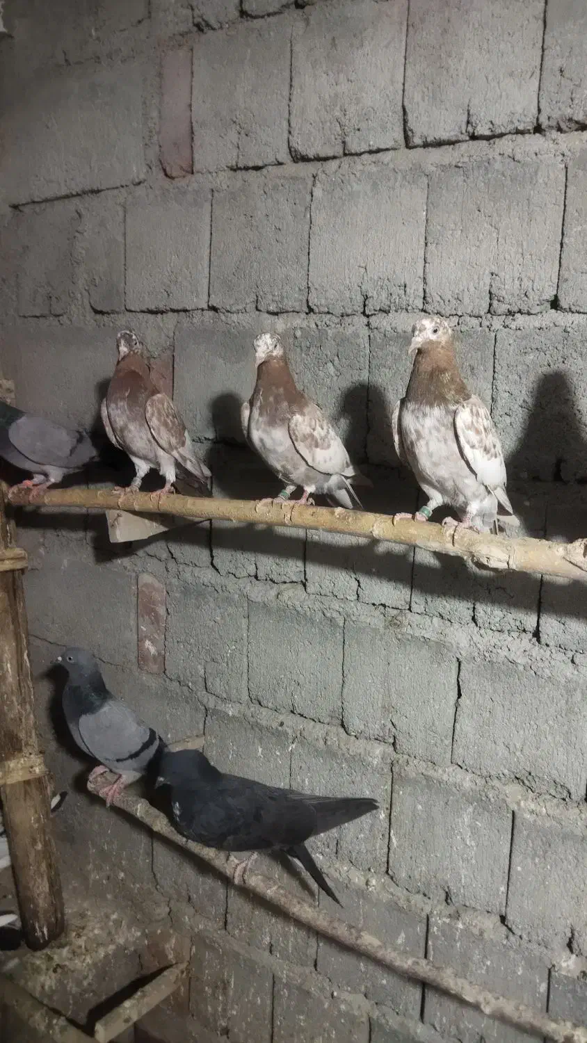 پرشی|پرنده|نقده, |دیوار