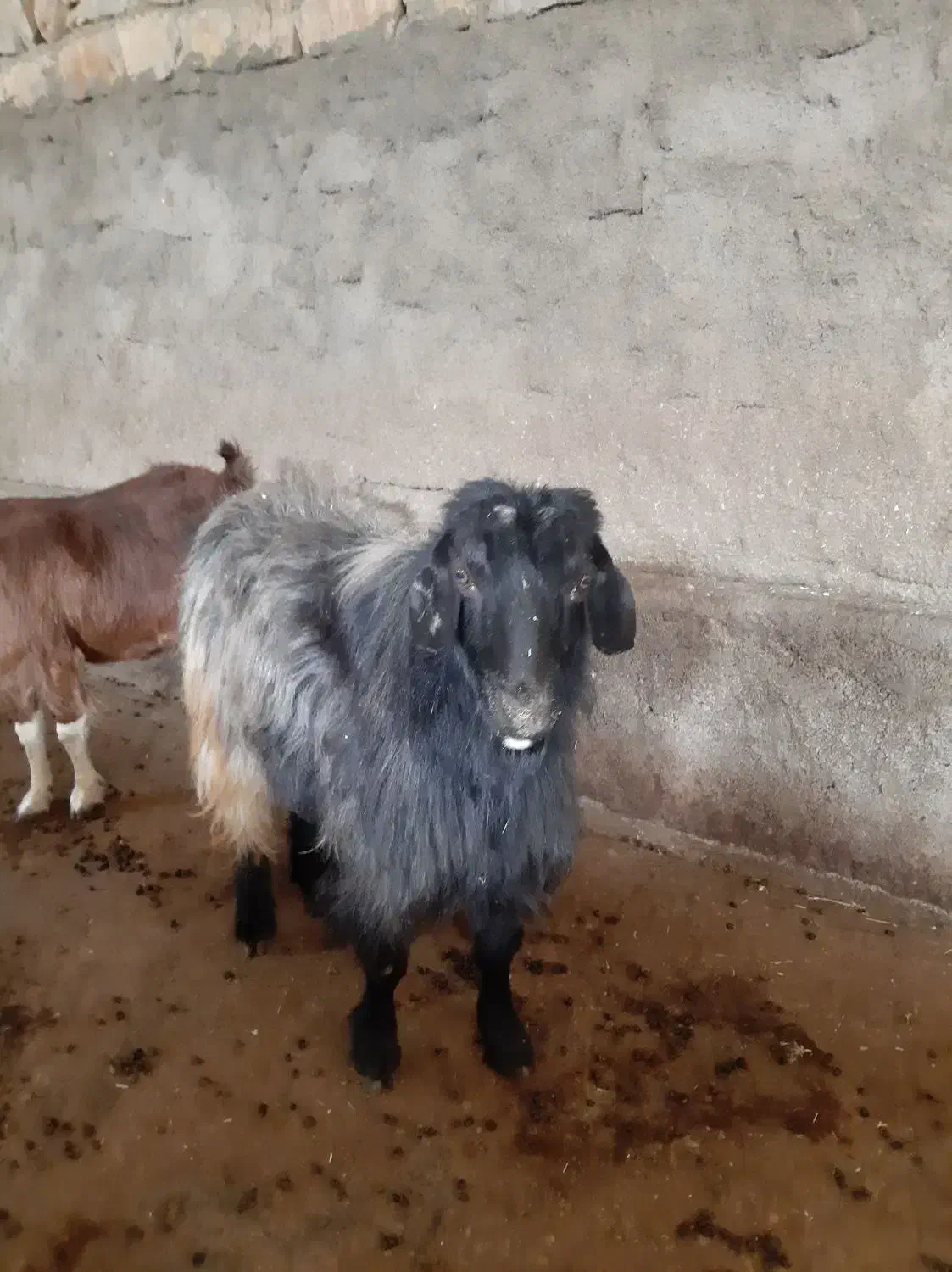 یک عدد خرت|حیوانات مزرعه|مریوان, |دیوار