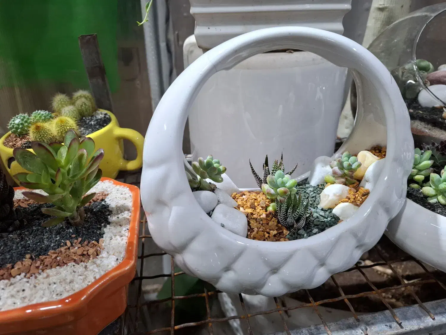 گل ،دیش گاردن|گل و گیاه طبیعی|نیشابور, شهرک ولیعصر|دیوار