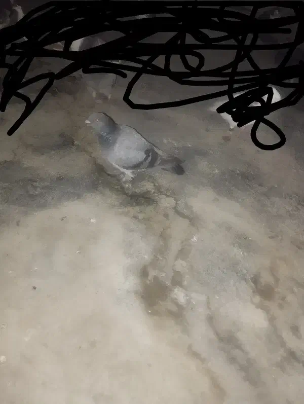 کبوتر فروشی|پرنده|گنبد کاووس, |دیوار