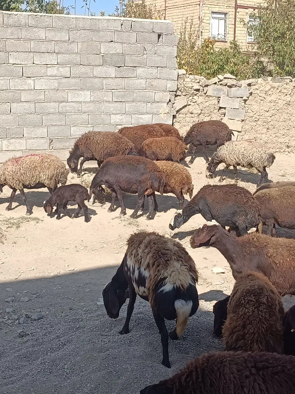 میش غزل|حیوانات مزرعه|قره چای, |دیوار